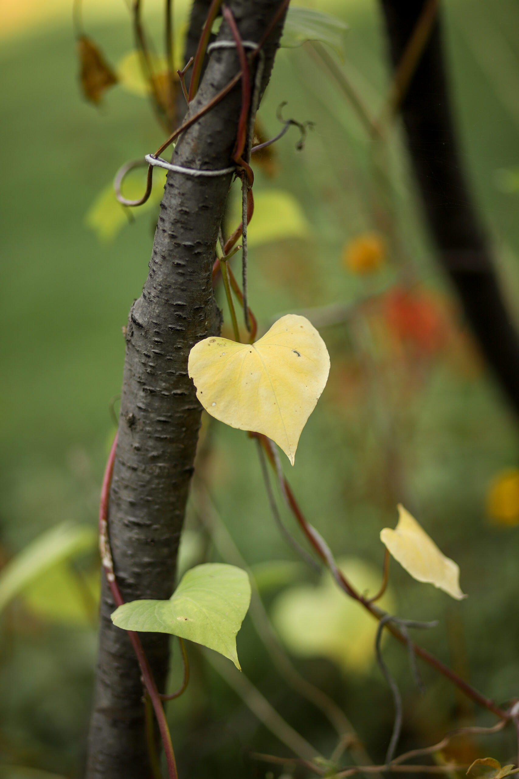 February: The Month of Love…or Something Else?